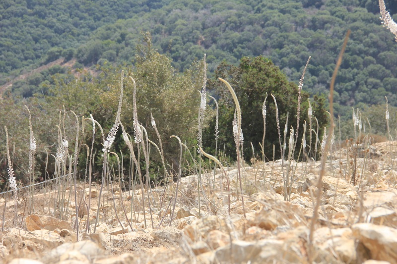 חצבים בתל יודפת