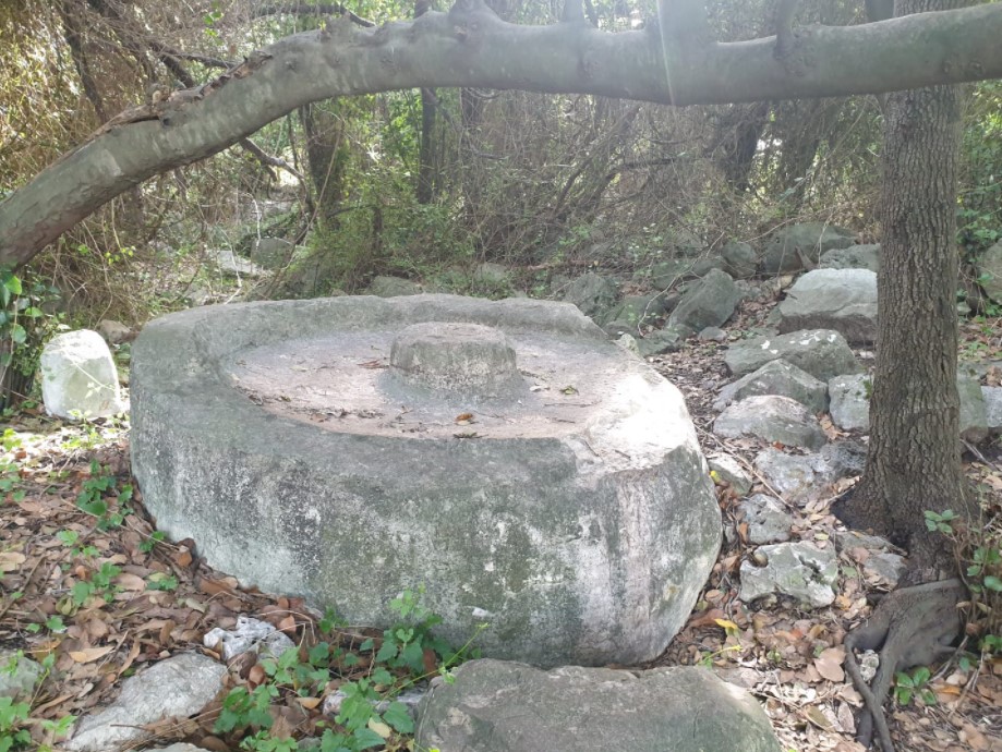 אבן ריחחים - מפרכה - בחורש של חורבת צונם