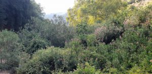 נחל בצת 300x146 1