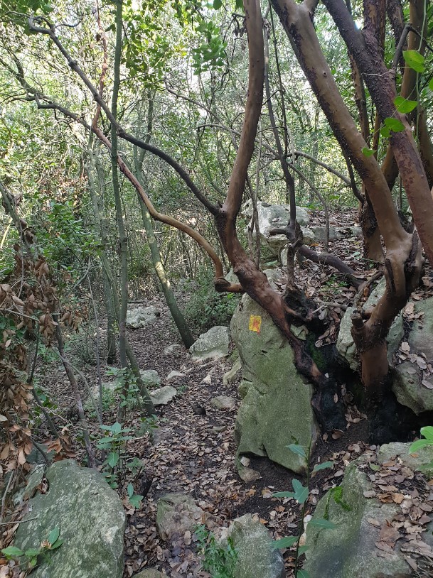 מראה החורש בשביל נורמן