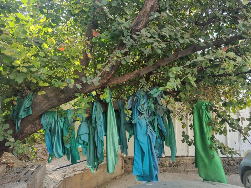 שעב העץ הקדוש