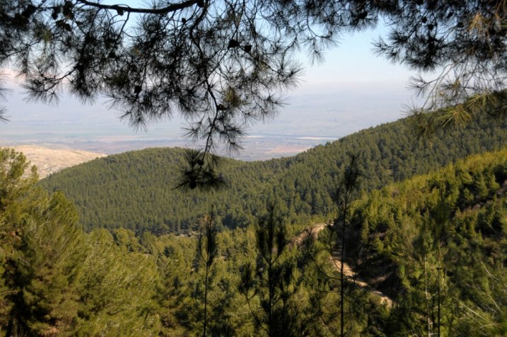 PikiWiki Israel 14887 Birya Forest